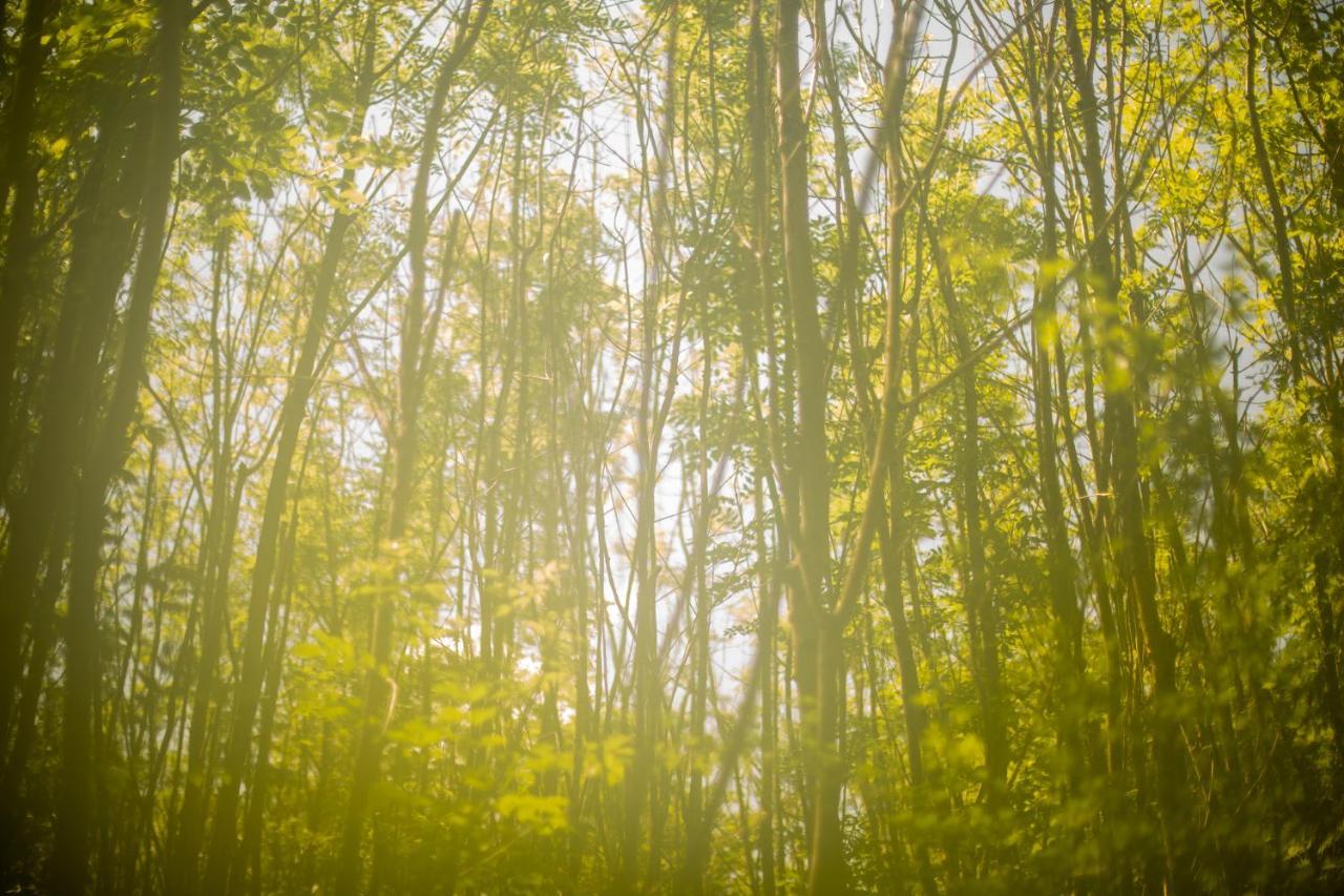 Hotel Dgg Woodland Escape South Barrow Exteriér fotografie